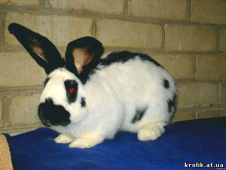 Кролики : Резен Германия