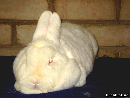 Кролики : Новозеландский белый