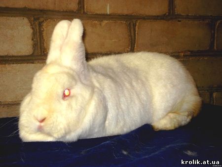 Кролики : Новозеландский белый